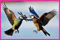 Are birds fighting or mating?